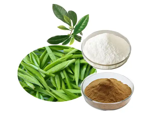 Polyphenol Powder in Cosmetics: What You Should Know?
